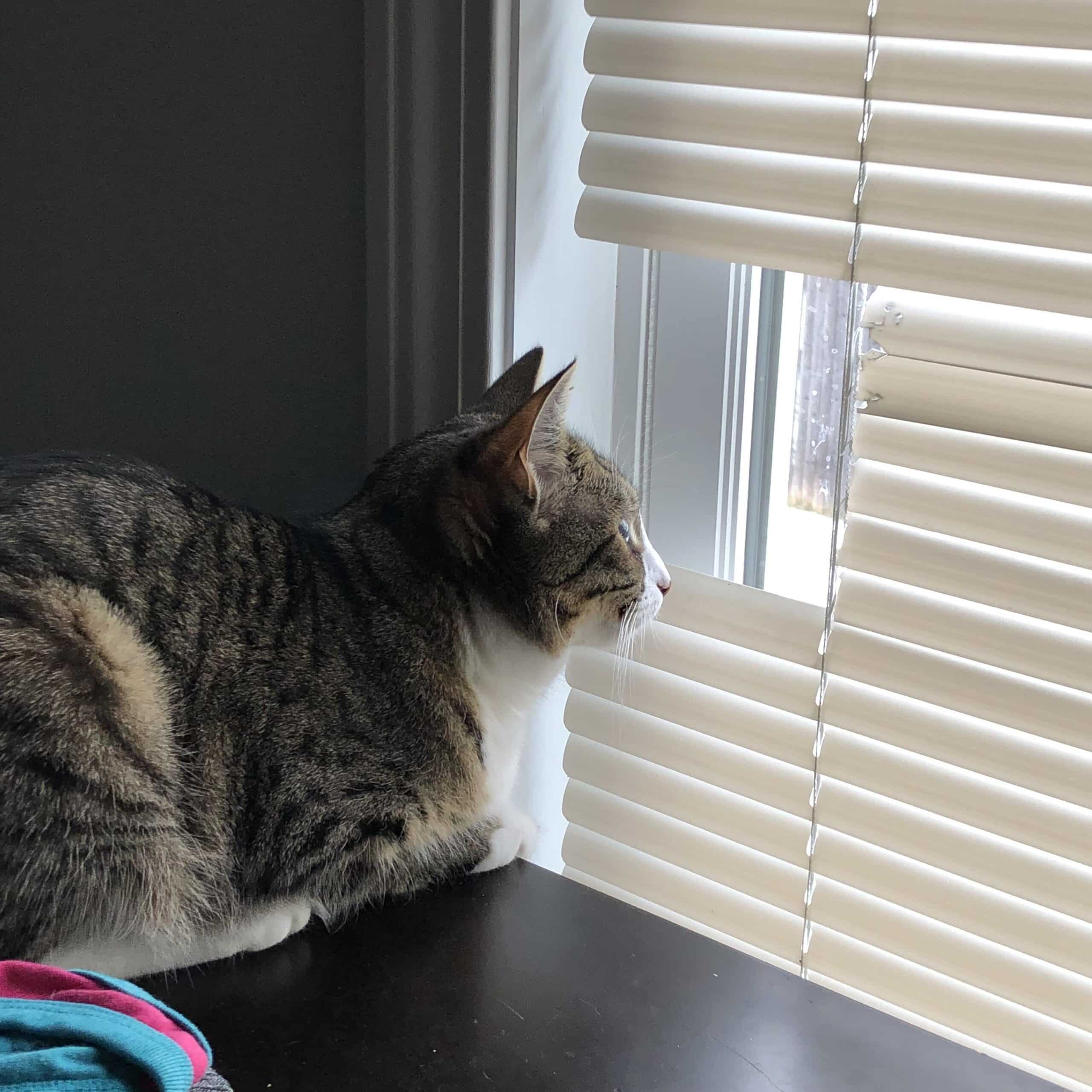 how-to-keep-cats-from-chewing-on-blinds