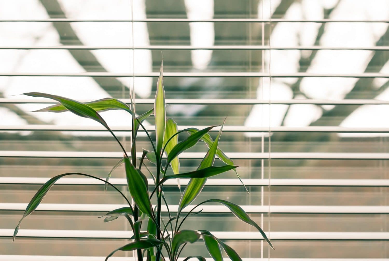 can-you-throw-blinds-in-the-trash