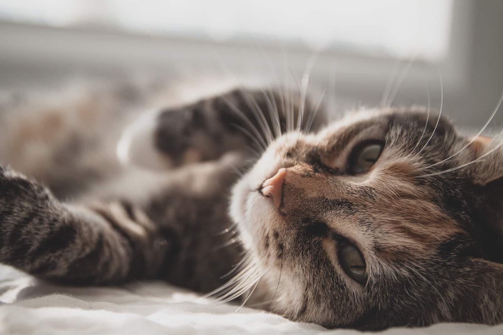 how-to-get-a-cat-to-stop-climbing-curtains