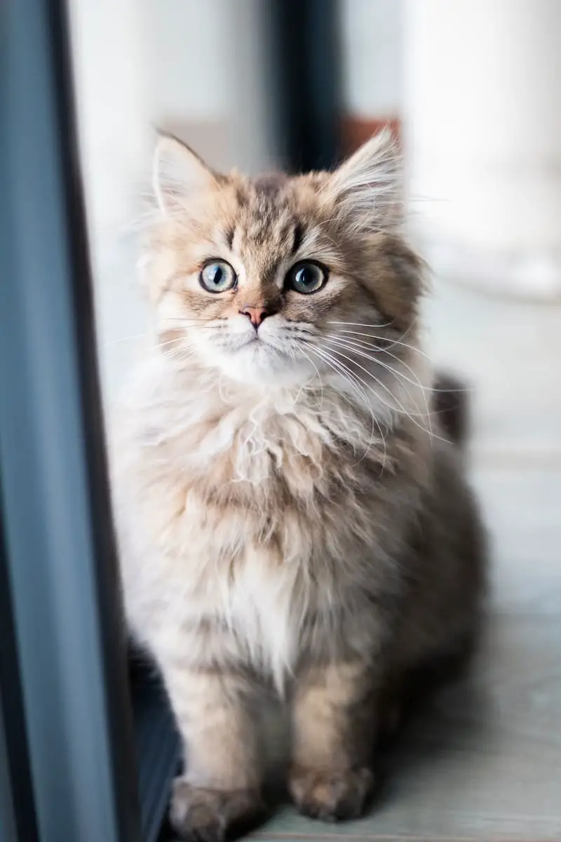 fix-cat-scratches-on-curtains