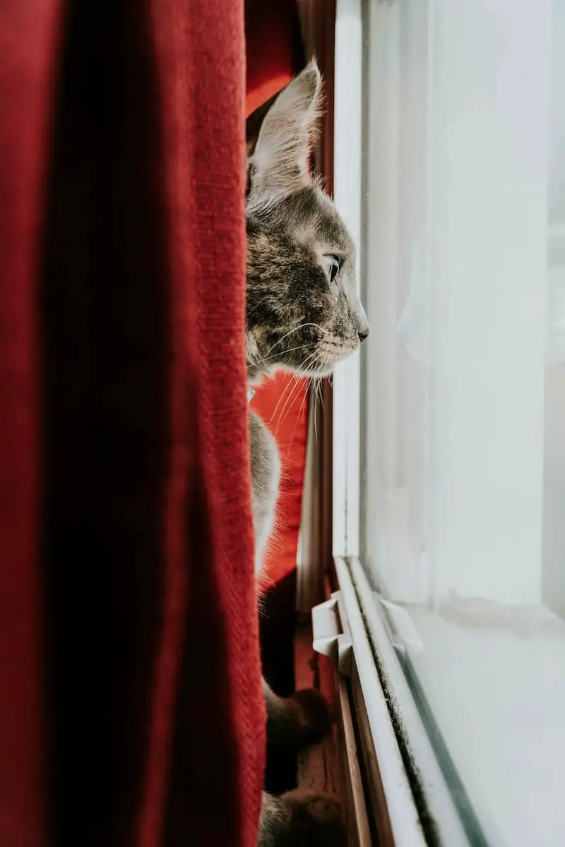 stop-cat-climbing-curtains
